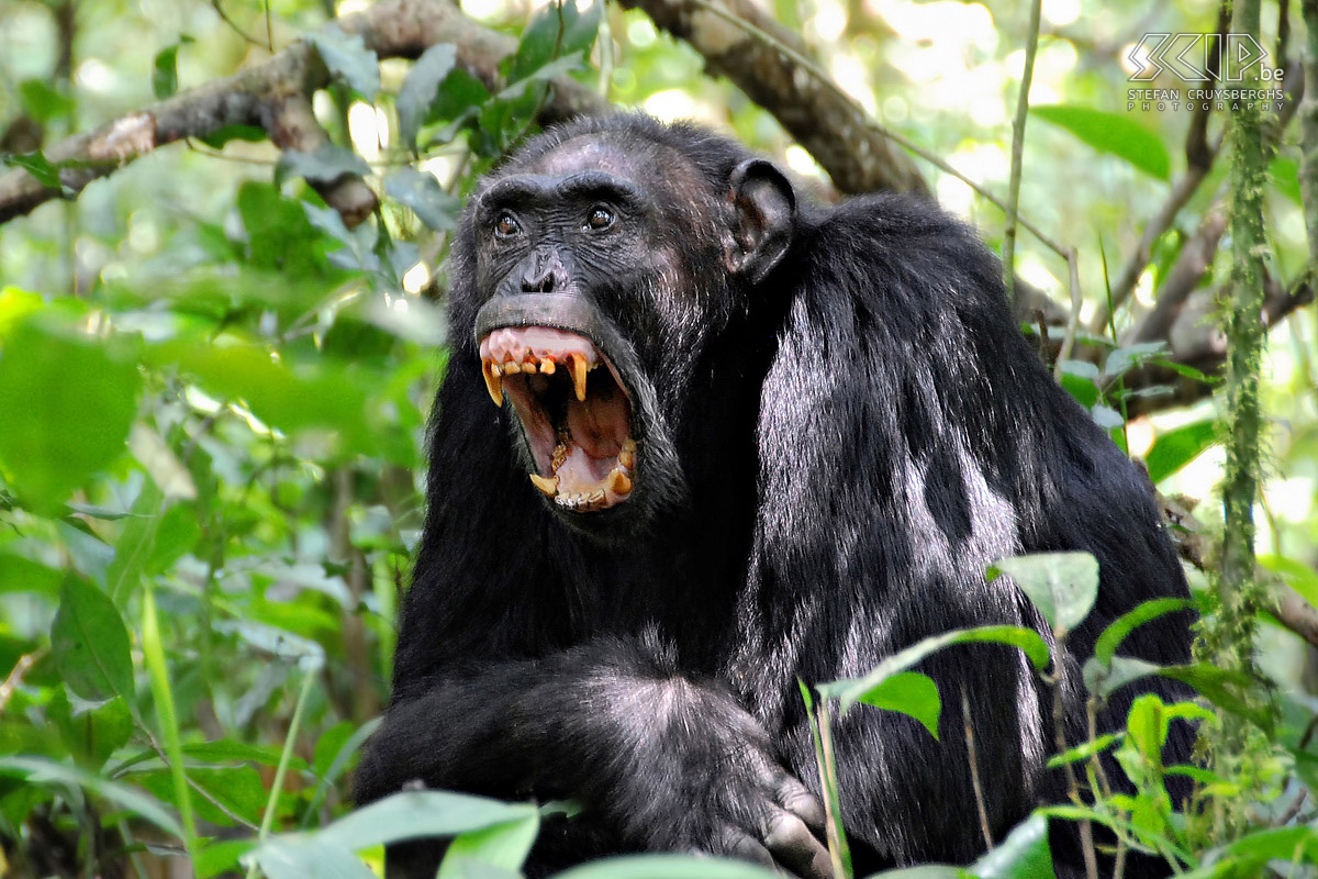 Kibale - Chimpanzee  Stefan Cruysberghs